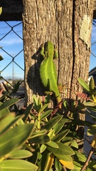 Liolaemus cyanogaster