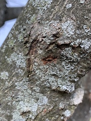 Anoplophora glabripennis