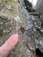 Anoplophora glabripennis