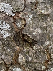 Anoplophora glabripennis