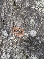 Anoplophora glabripennis