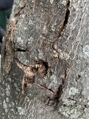 Anoplophora glabripennis