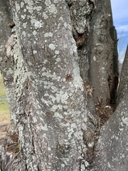 Anoplophora glabripennis