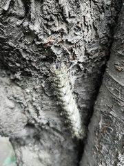 Hemileucinae