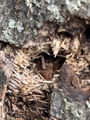 Anoplophora glabripennis