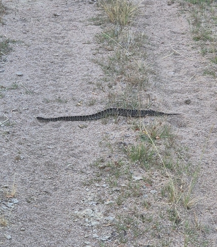 Pampas Lancehead
