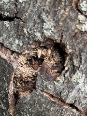 Anoplophora glabripennis