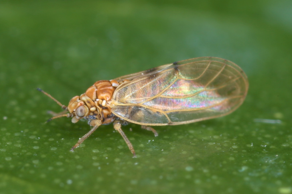 Aphalara polygoni