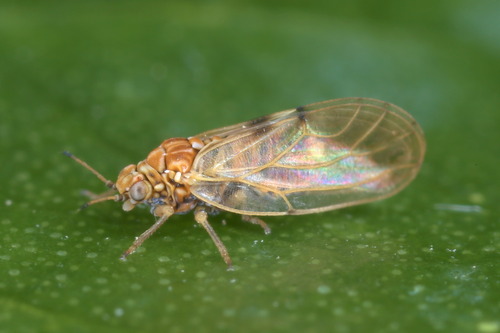 Aphalara polygoni