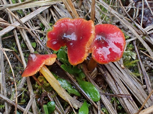 Dune Waxcap