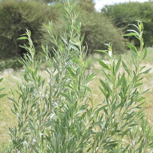 Wild Sage (Pechuel loeschea)