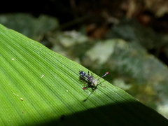 Teleopsis pallifacies