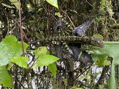 Anolis aequatorialis