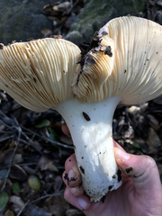 Russula silvicola