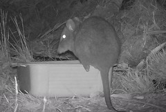 Potorous tridactylus