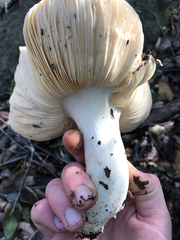 Russula silvicola
