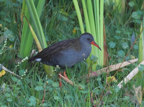Bogota Rail (Rallus semiplumbeus)