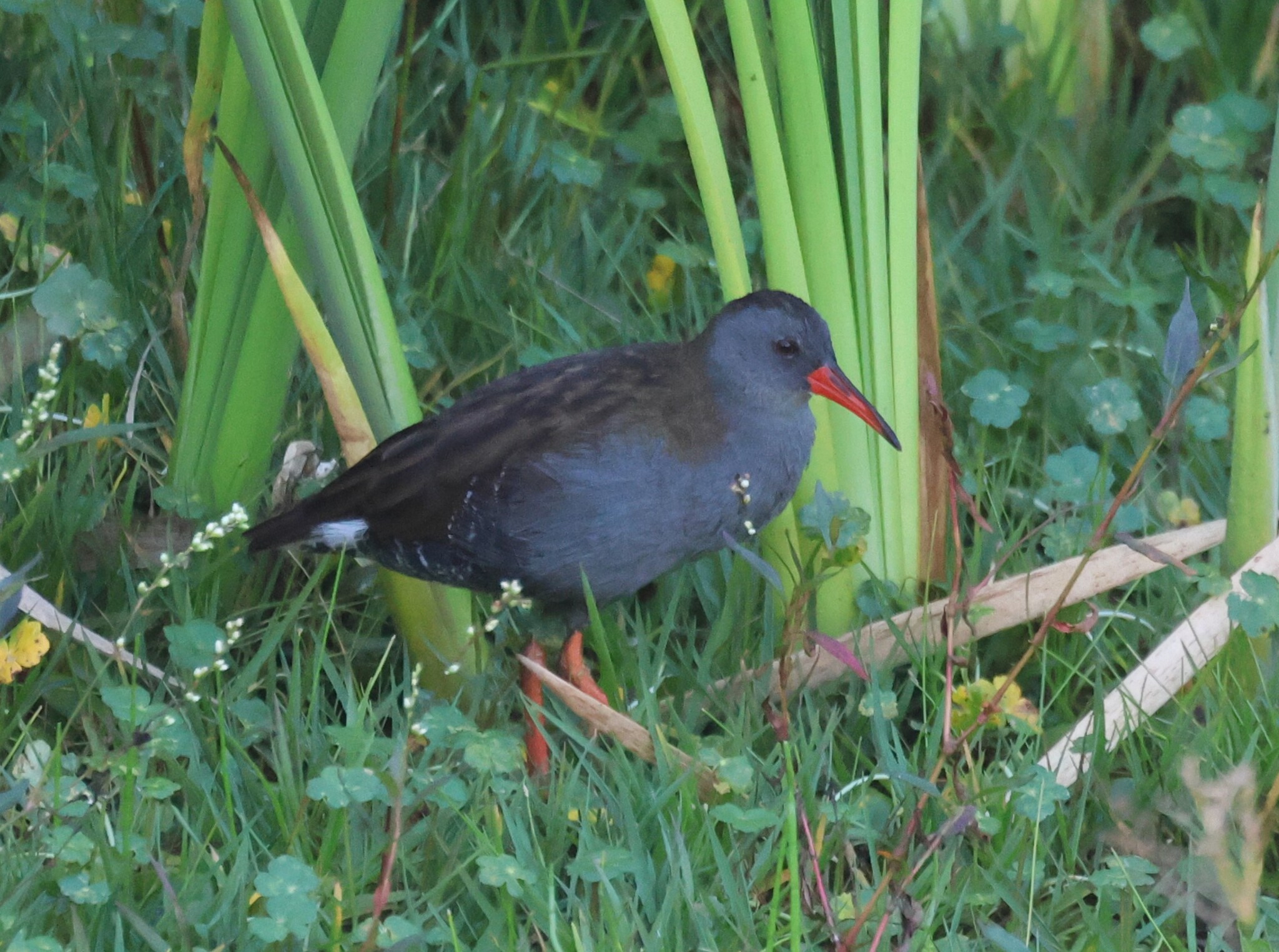 Bogota Rail (Rallus semiplumbeus), photo 1