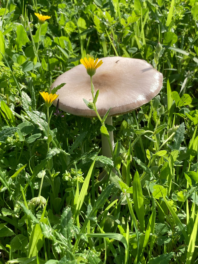 Volvopluteus gloiocephalus · February 2026 · photo: © paulmnich (iNaturalist, cc0)