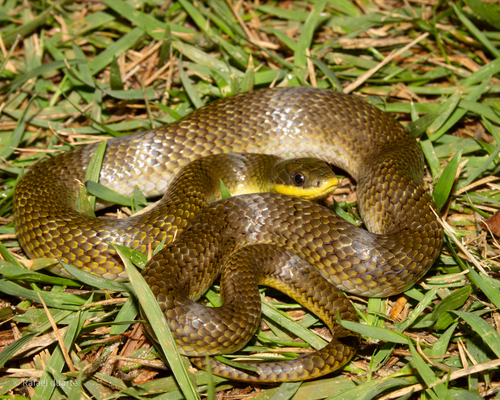 Yellow-bellied Liophis