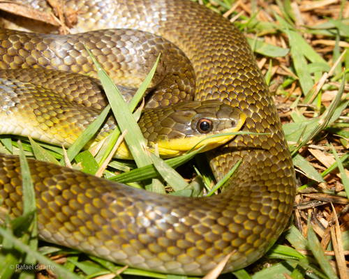 Yellow-bellied Liophis