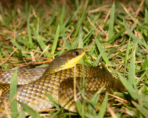 Yellow-bellied Liophis