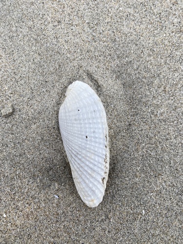 White Piddock, Strand van Ouddorp, Goedereede, South Holland, NL, photo 7 of 10