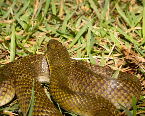 Yellow-bellied Liophis