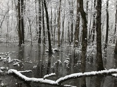 Lithobates kauffeldi