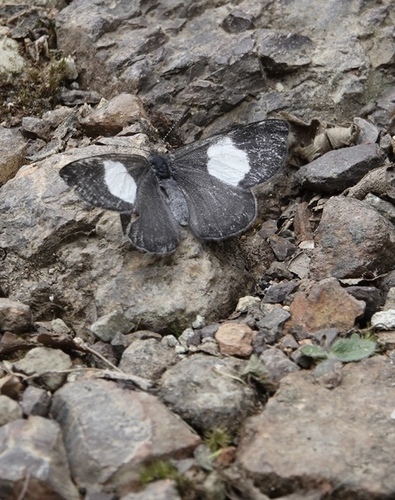 Costa Rican Metalmark