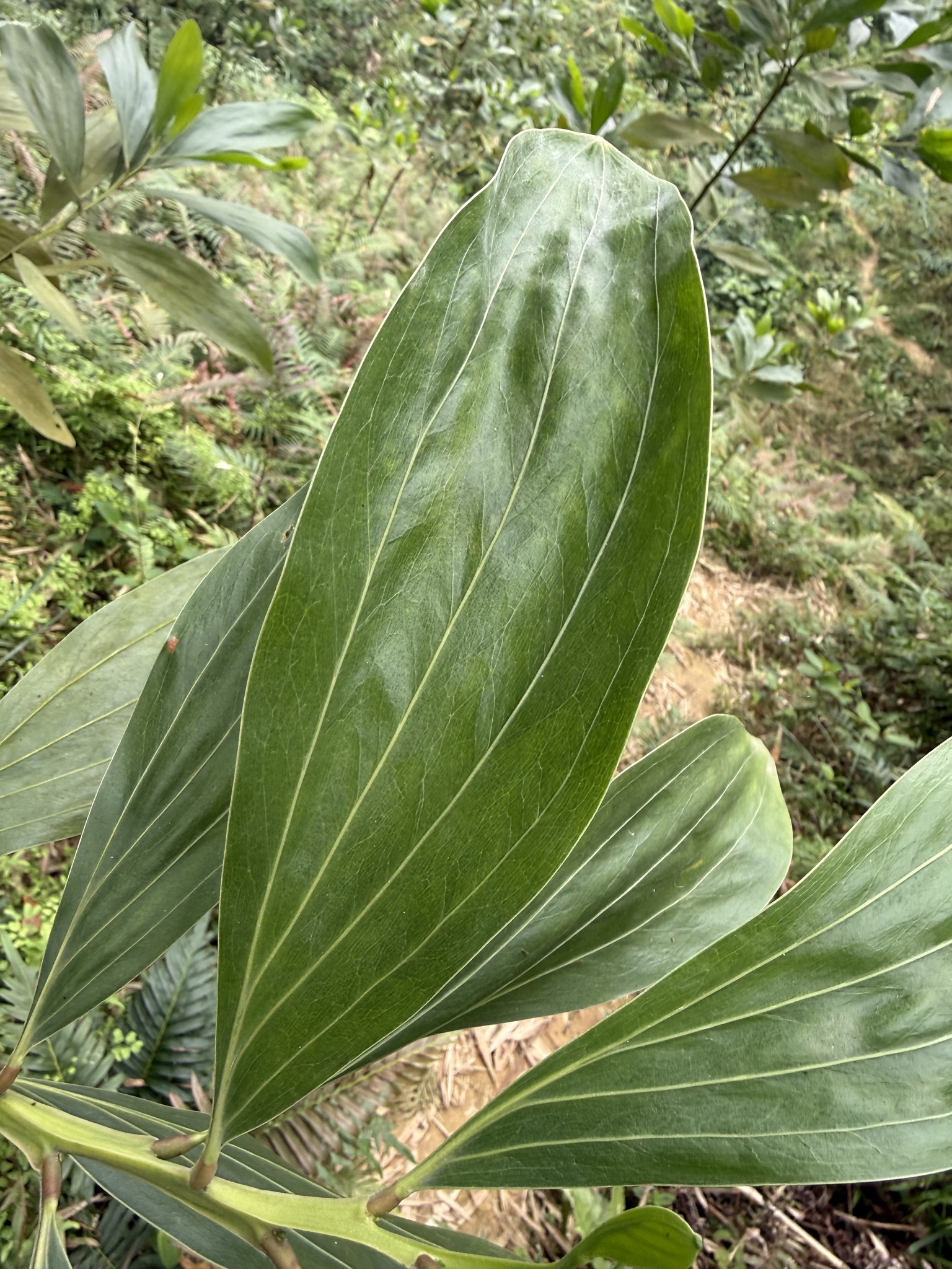 Acacia mangium — ảnh 2