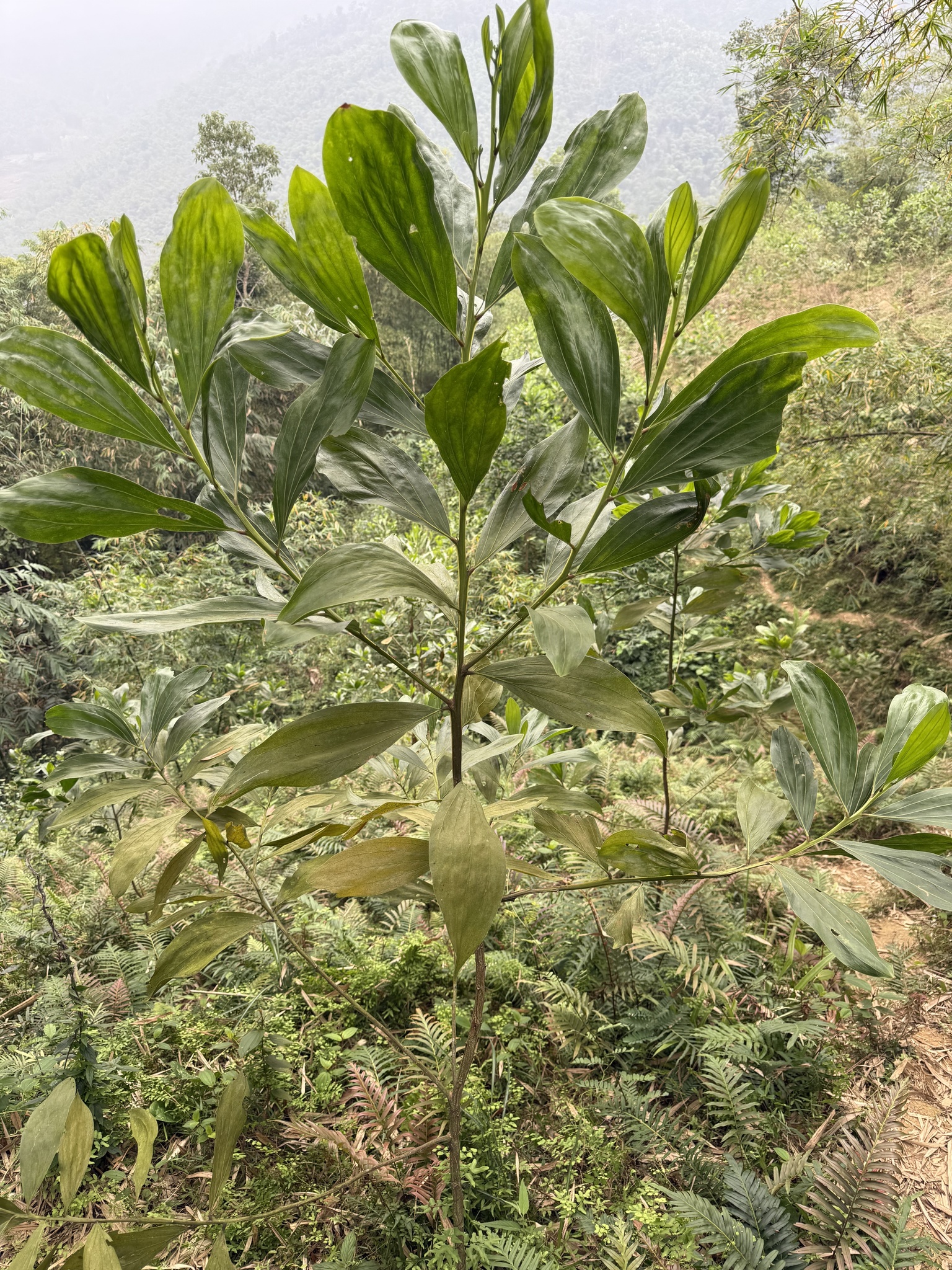 Acacia mangium — ảnh 3