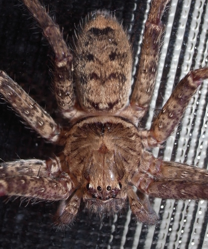 Jungle Huntsman Spider photo 3