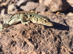 Callopistes maculatus