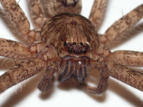 Jungle Huntsman Spider photo 4