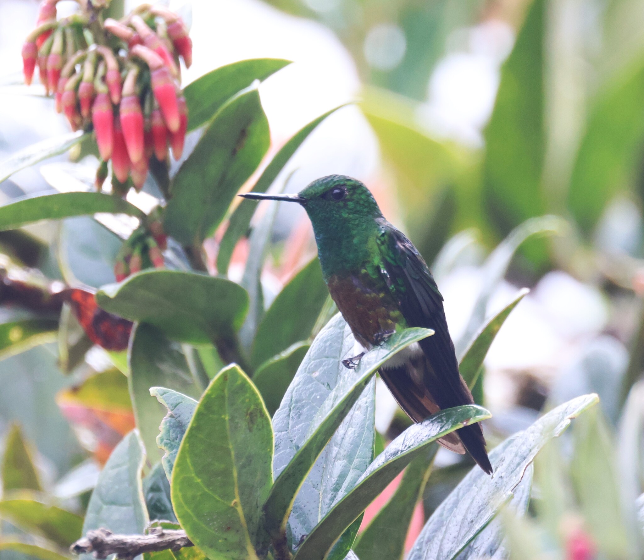 Coppery-bellied Puffleg (Eriocnemis cupreoventris), photo 2