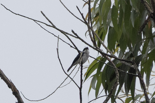 Black-winged Flycatcher-shrike (Hemipus hirundinaceus)