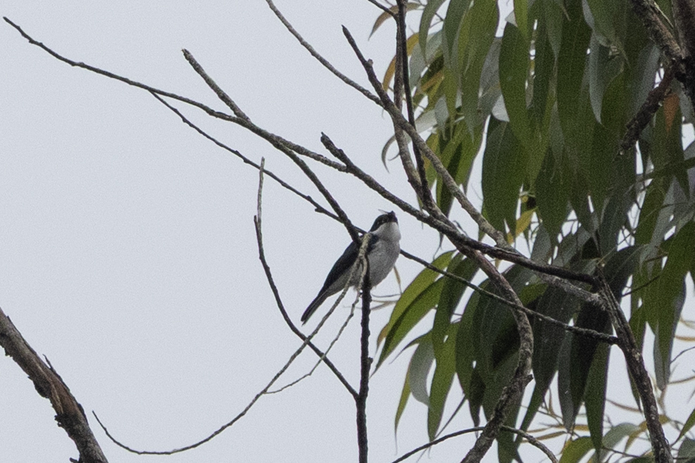 Black-winged Flycatcher-shrike (Hemipus hirundinaceus), photo 1