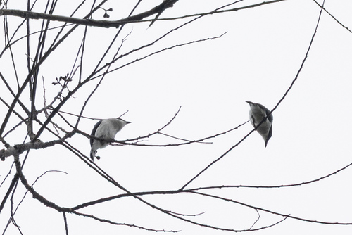 Black-winged Flycatcher-shrike (Hemipus hirundinaceus), photo 8