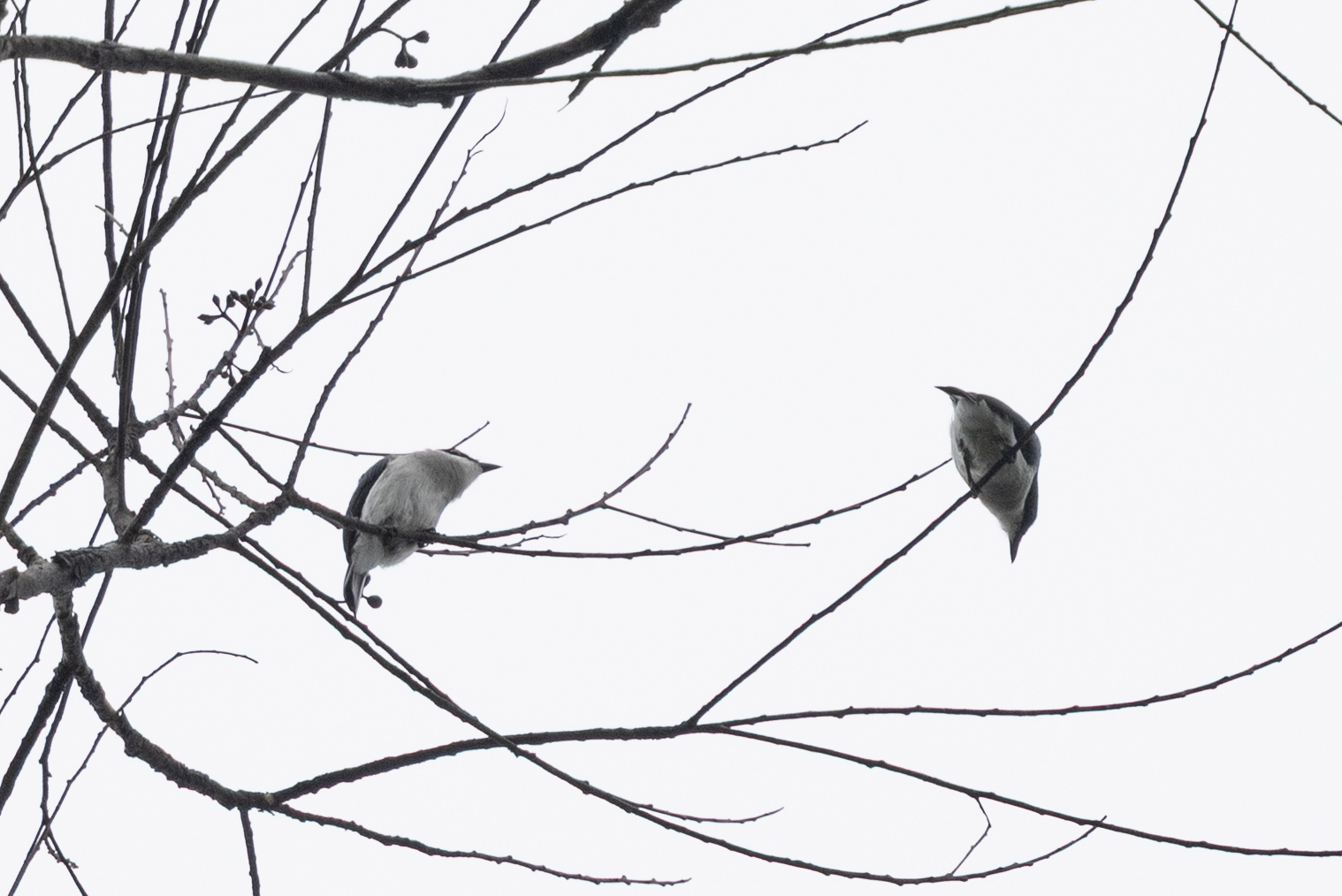 Black-winged Flycatcher-shrike (Hemipus hirundinaceus), photo 3