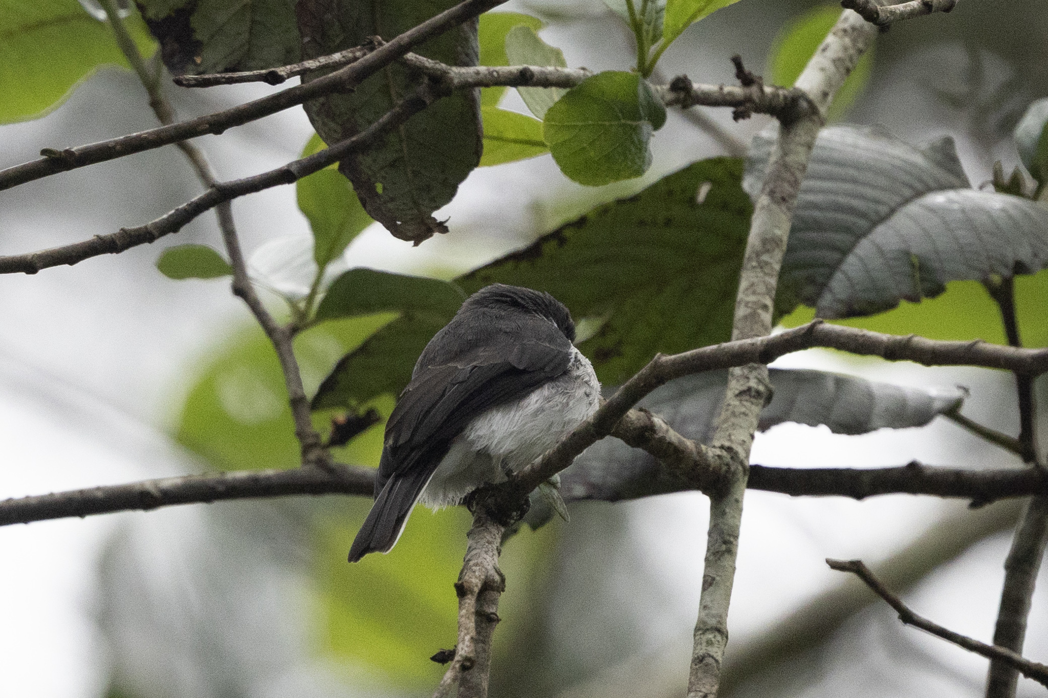 Black-winged Flycatcher-shrike (Hemipus hirundinaceus), photo 2
