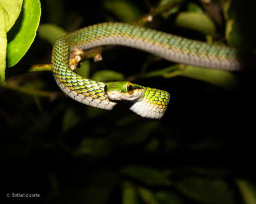 Leptophis dibernardoi