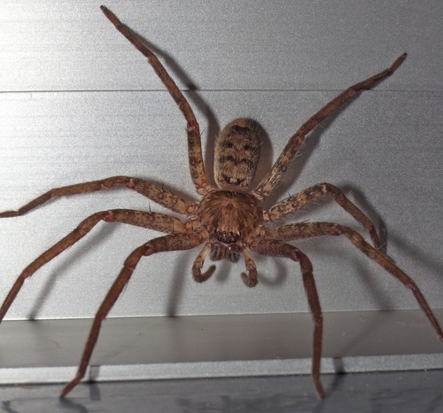 Jungle Huntsman Spider photo 5
