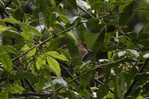 Javan Fulvetta (Alcippe pyrrhoptera), photo 10