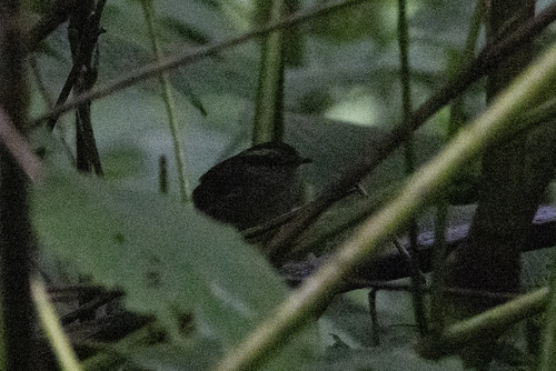 Javan Tesia (Tesia superciliaris), photo 6