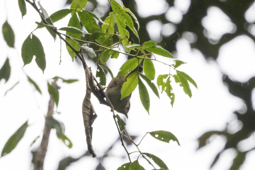 Javan Fulvetta (Alcippe pyrrhoptera), photo 2
