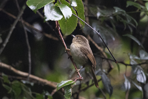 Javan Fulvetta (Alcippe pyrrhoptera), photo 8