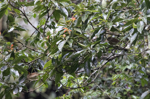 Javan Fulvetta (Alcippe pyrrhoptera), photo 3