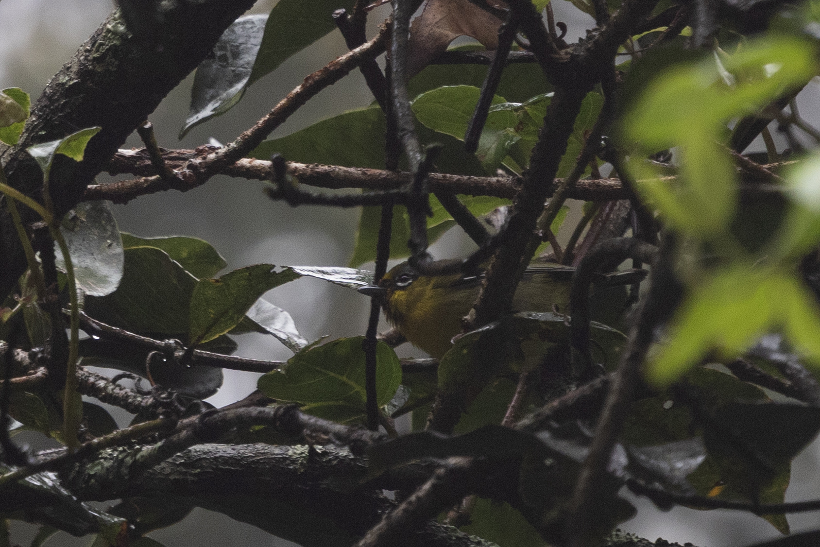 Trilling Shrike-babbler (Pteruthius aenobarbus), photo 2