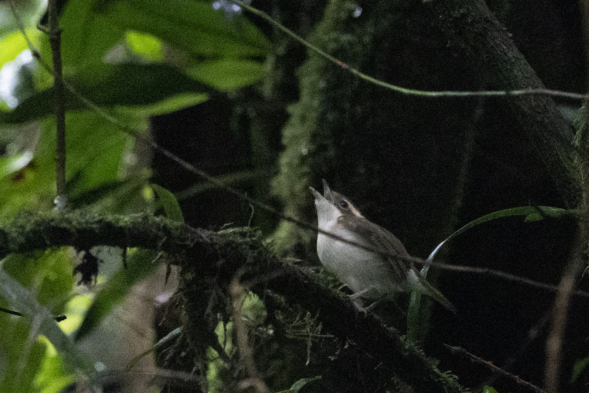 Pied Shrike-babbler (Pteruthius flaviscapis), photo 2
